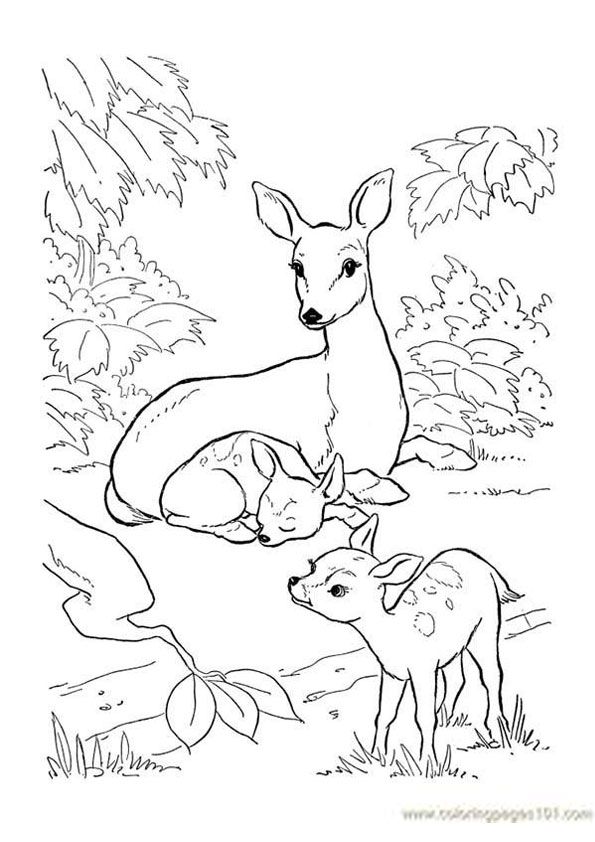 Woodland Creatures Coloring Pages 50