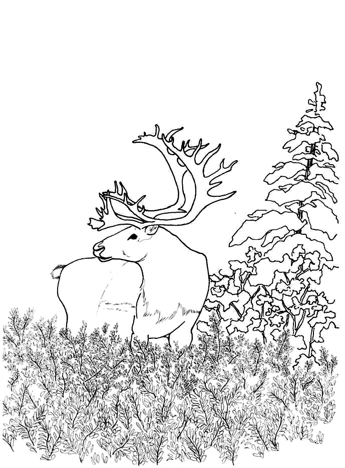 Woodland Creatures Coloring Pages 53