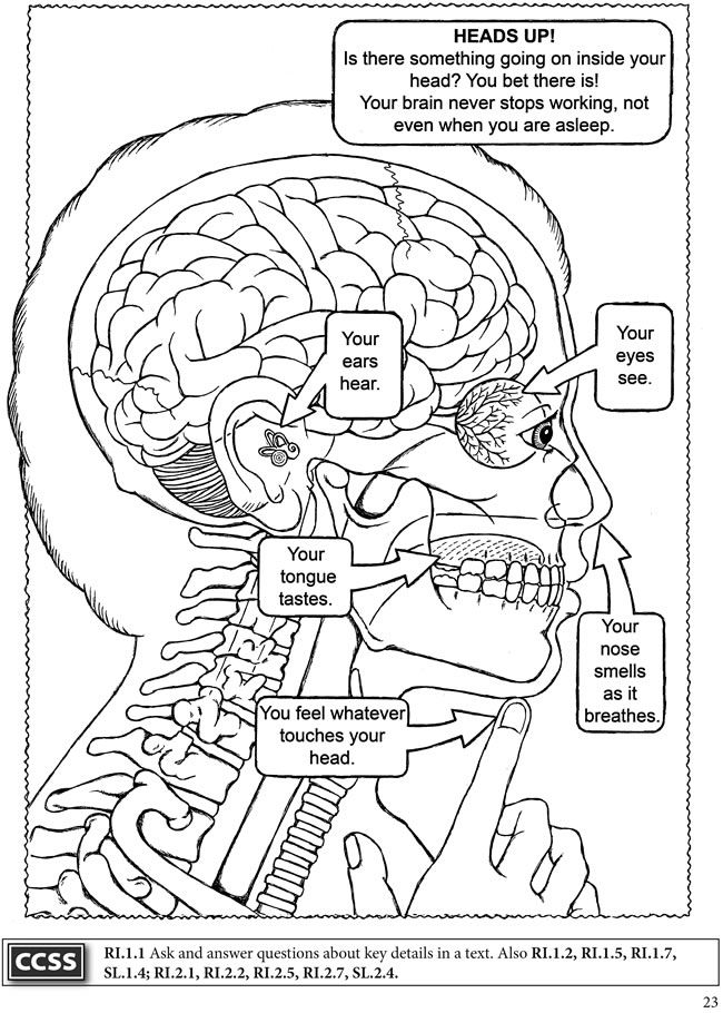 50 Human Body Coloring Book 16