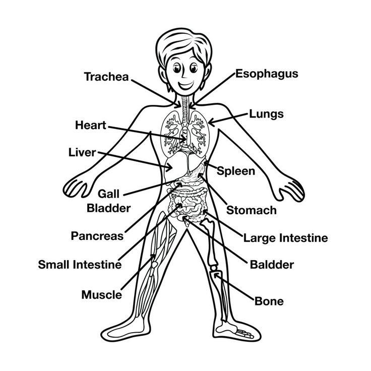 50 Human Body Coloring Book 17