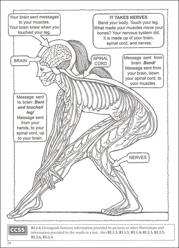 50 Human Body Coloring Book 19