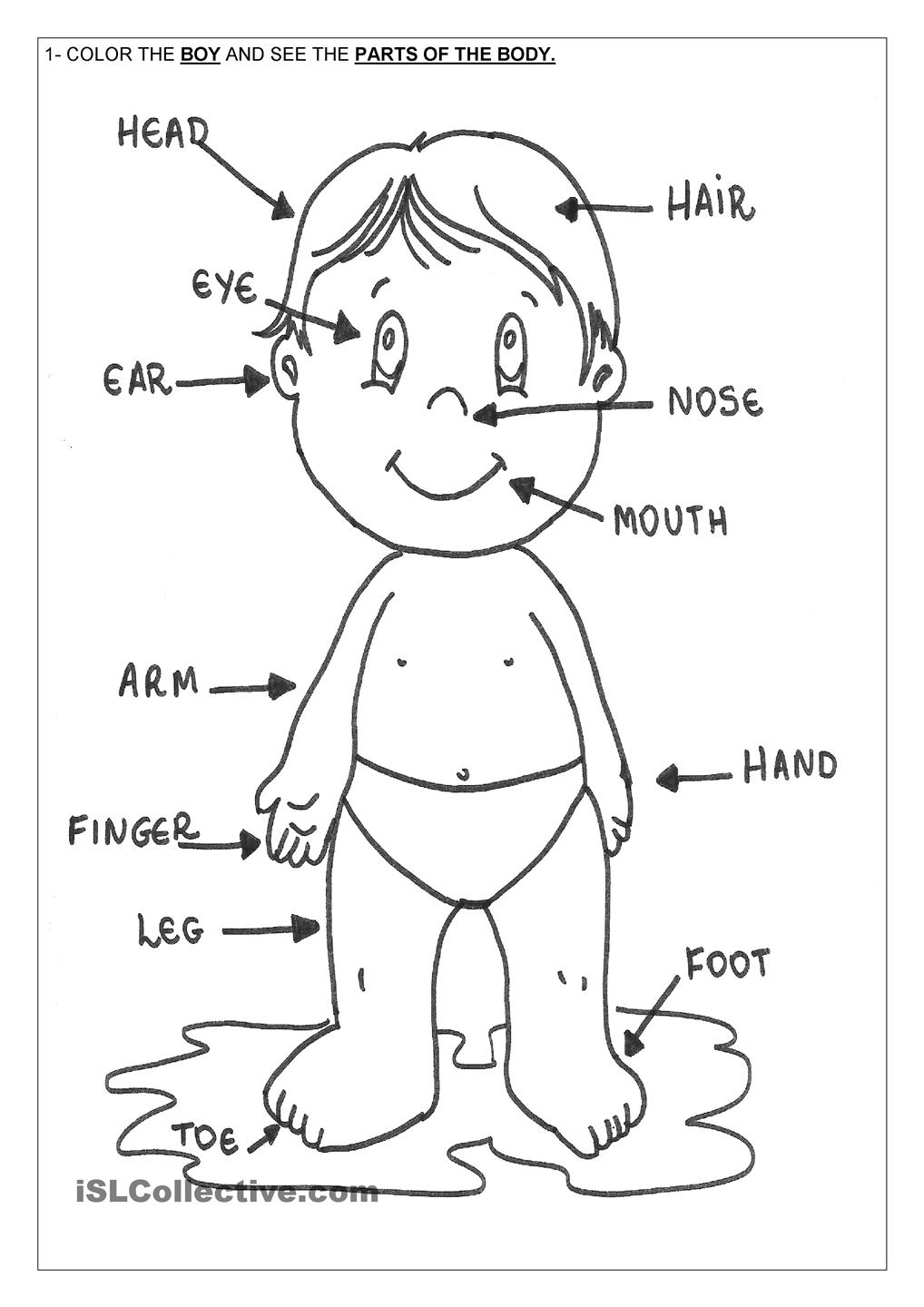 50 Human Body Coloring Book 21