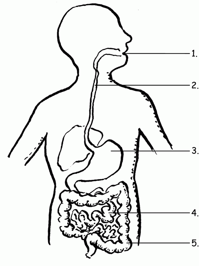 50 Human Body Coloring Book 23