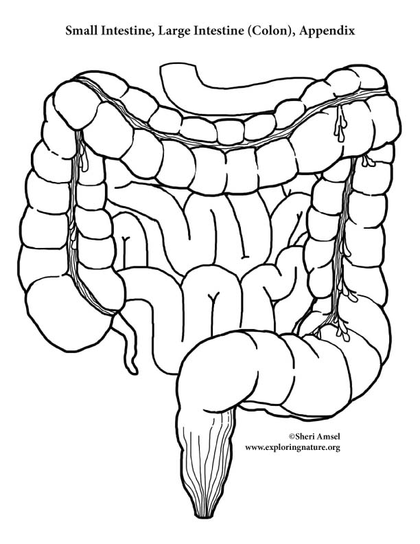 50 Human Body Coloring Book 31