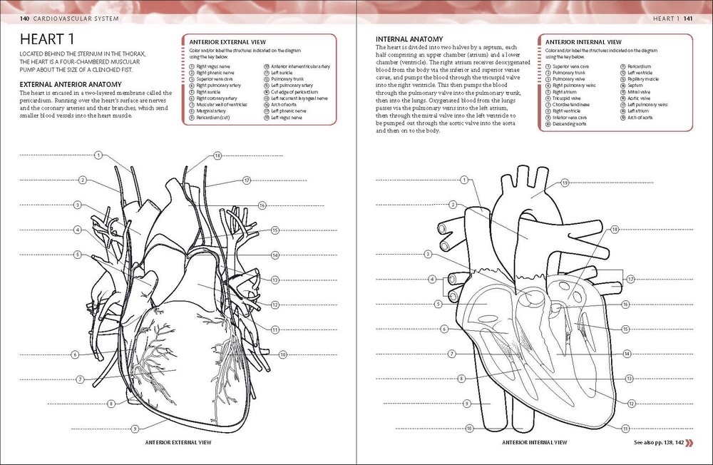 50 Human Body Coloring Book 34