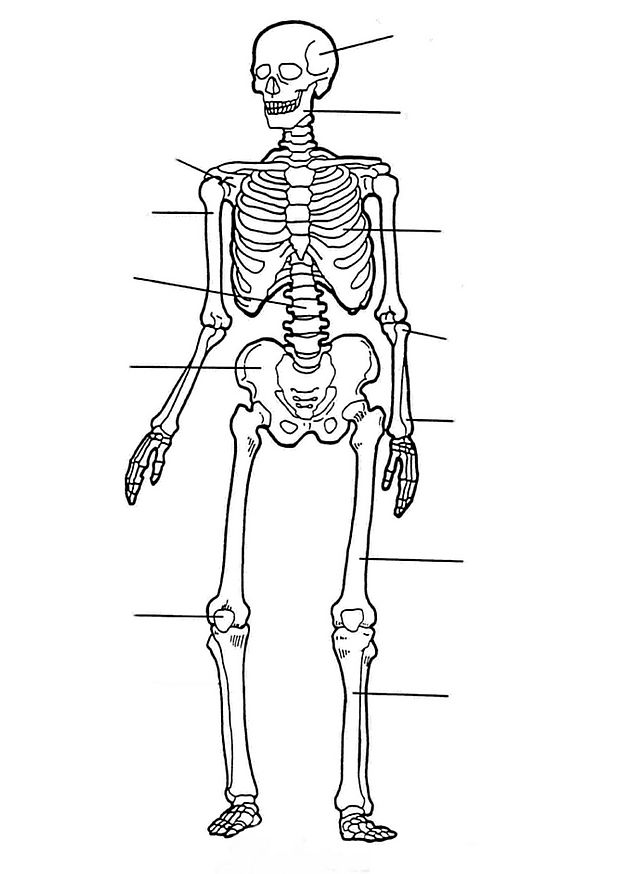 50 Human Body Coloring Book 35