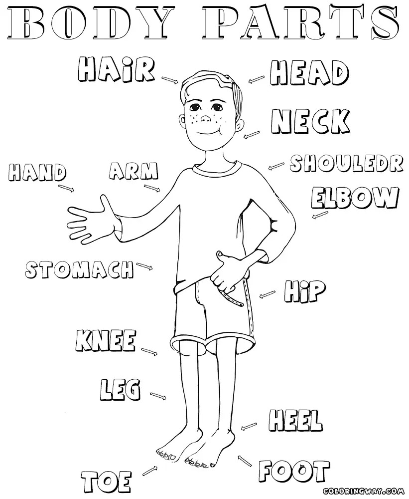50 Human Body Coloring Book 36