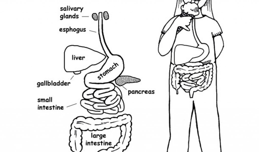 50 Human Body Coloring Book 4