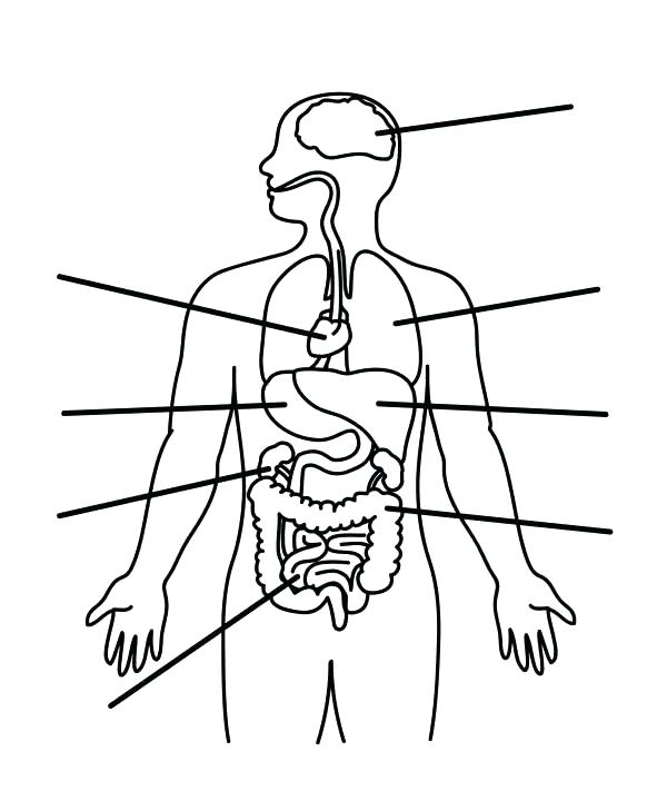 50 Human Body Coloring Book 40