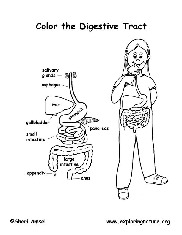 50 Human Body Coloring Book 46