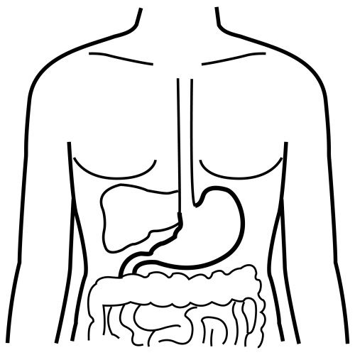 50 Human Body Coloring Book 51