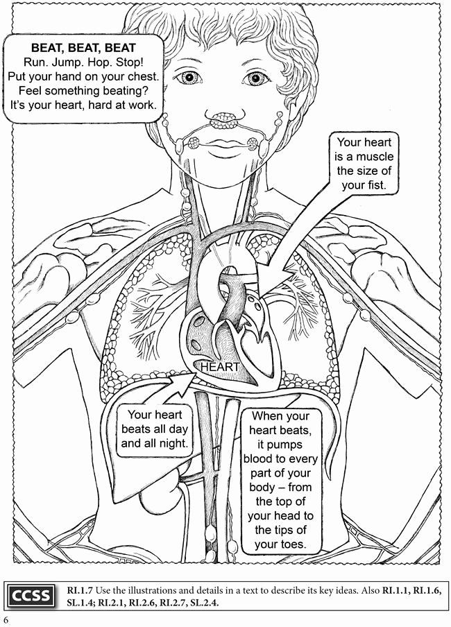 50 Human Body Coloring Book 55