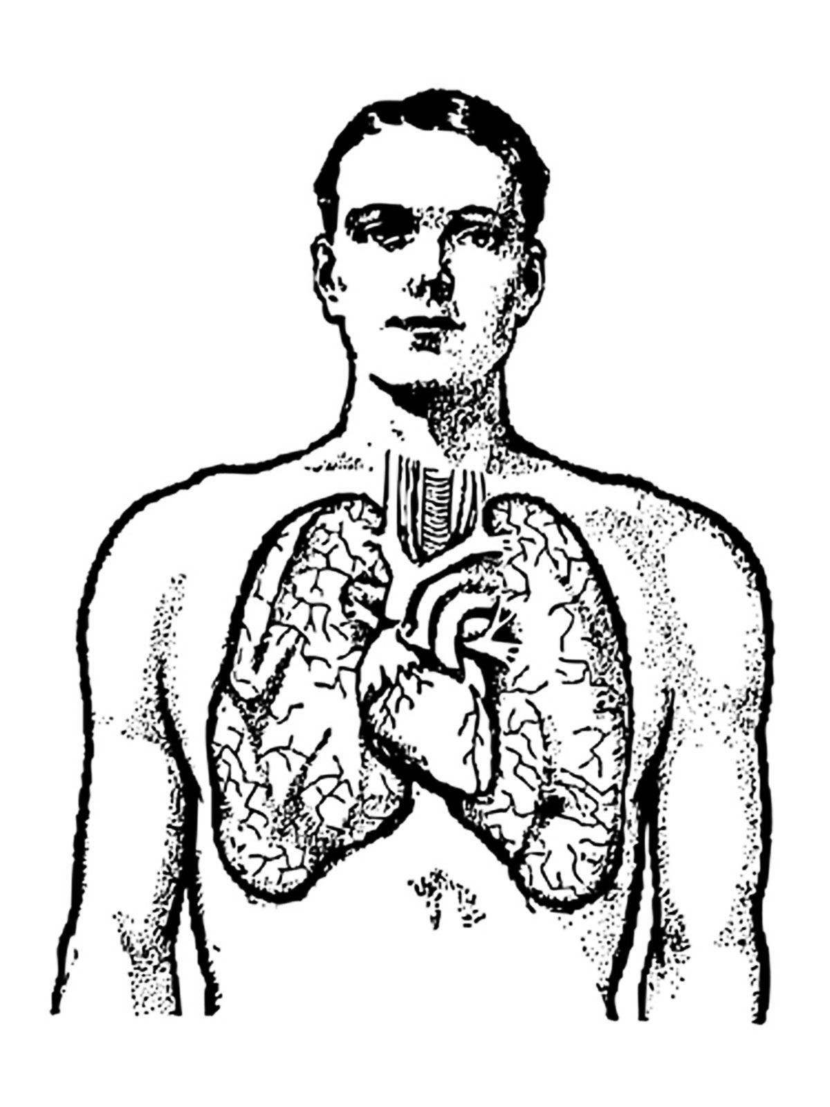 50 Human Body Coloring Book 57