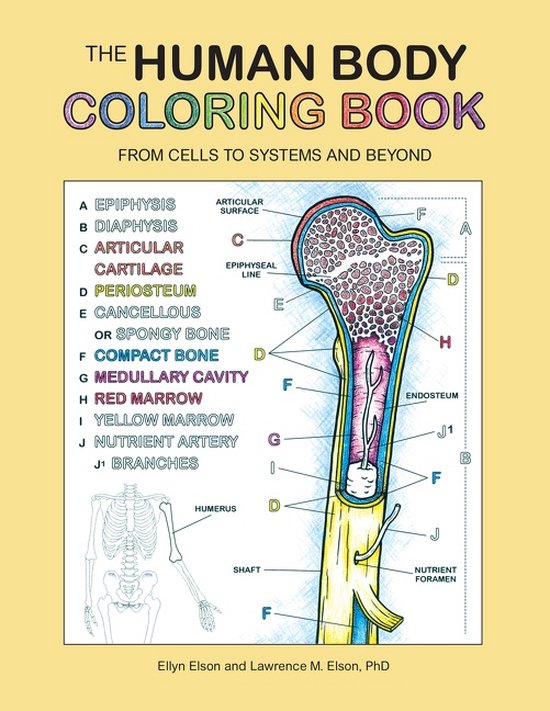 50 Human Body Coloring Book 59
