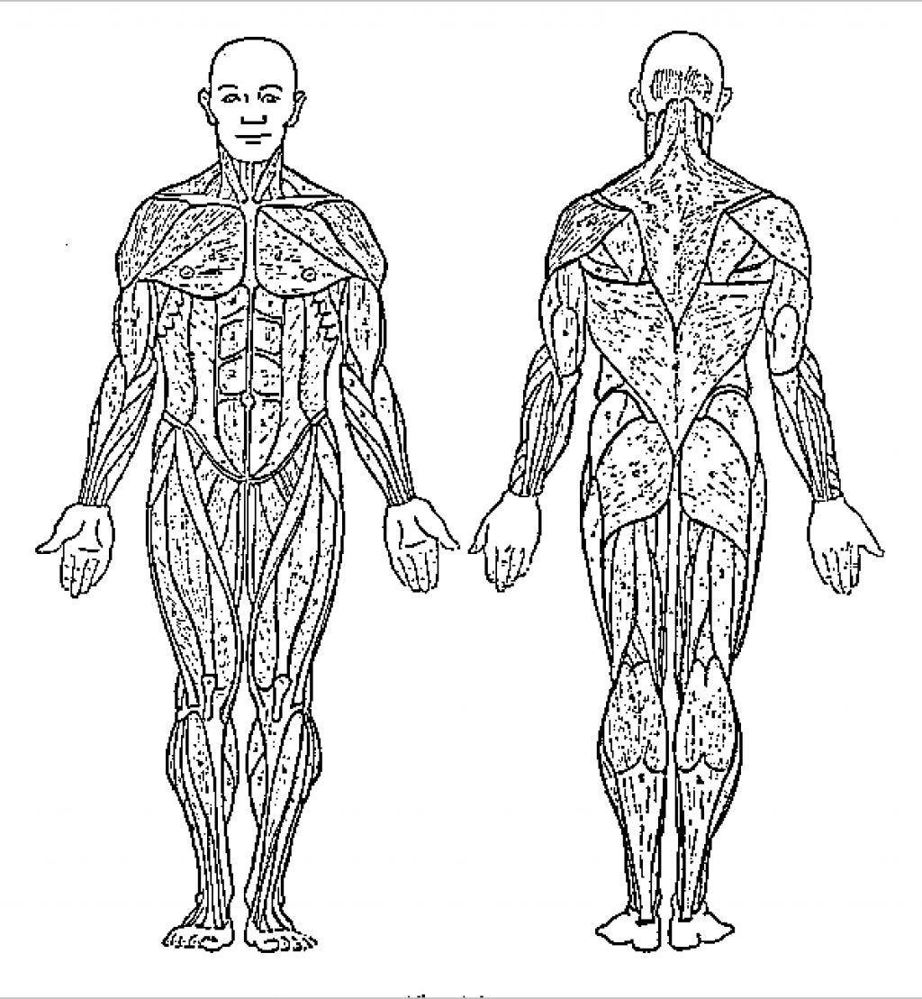 50 Human Body Coloring Book 61
