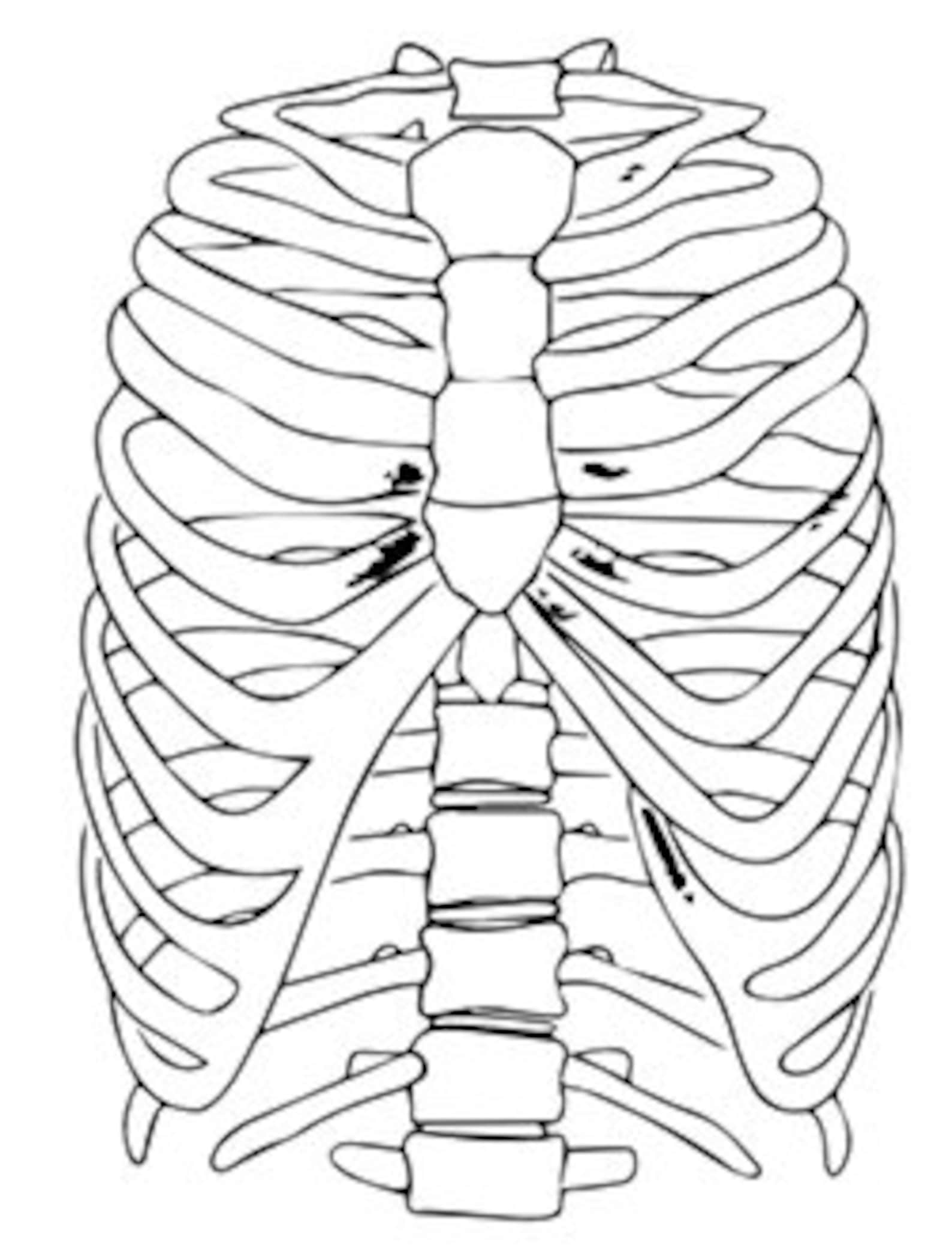 50 Human Body Coloring Book 64