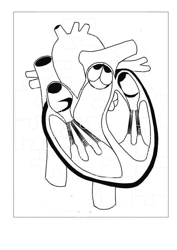 50 Human Body Coloring Book 67