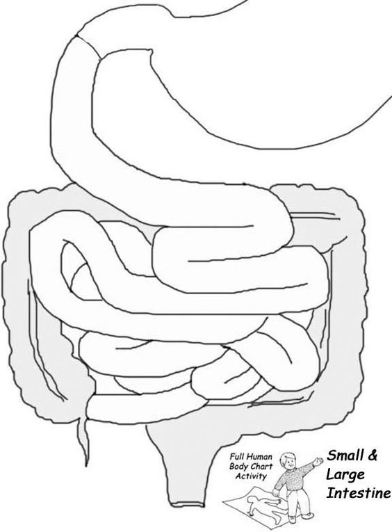50 Human Body Coloring Book 7