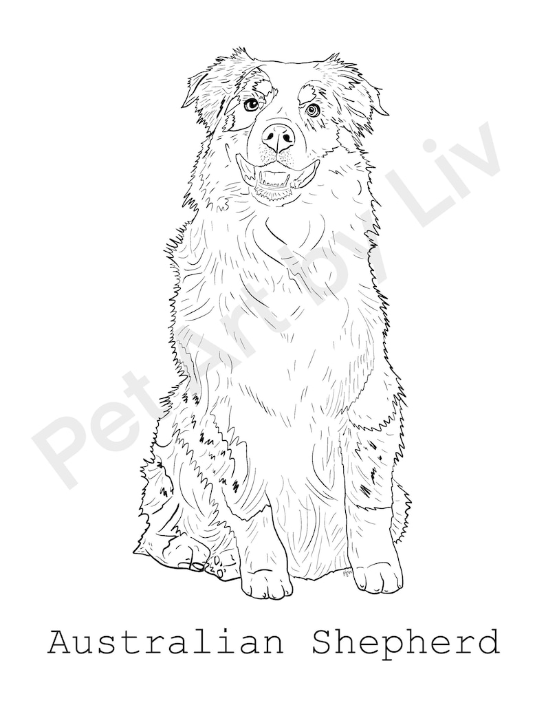 51 Australian Shepherd Coloring Page 10