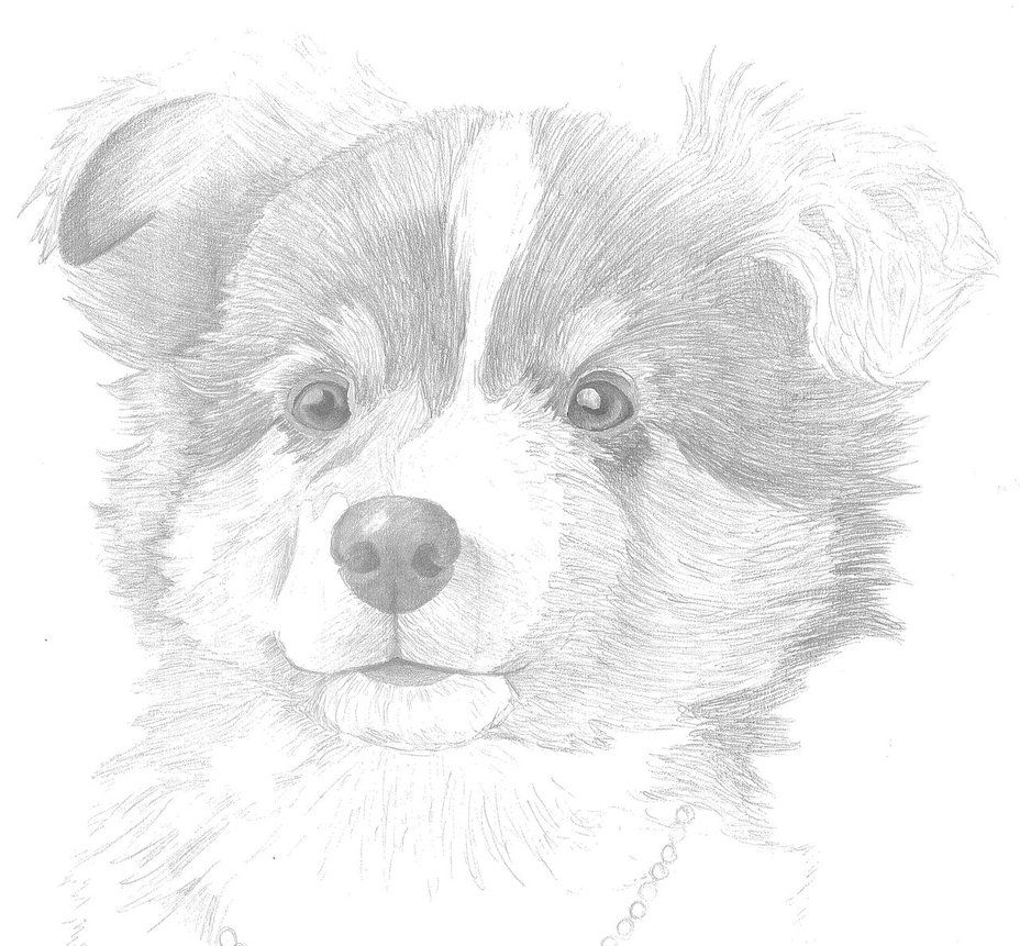 51 Australian Shepherd Coloring Page 11