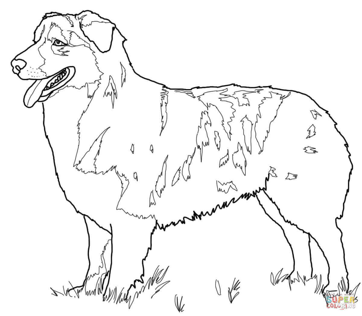 51 Australian Shepherd Coloring Page 12
