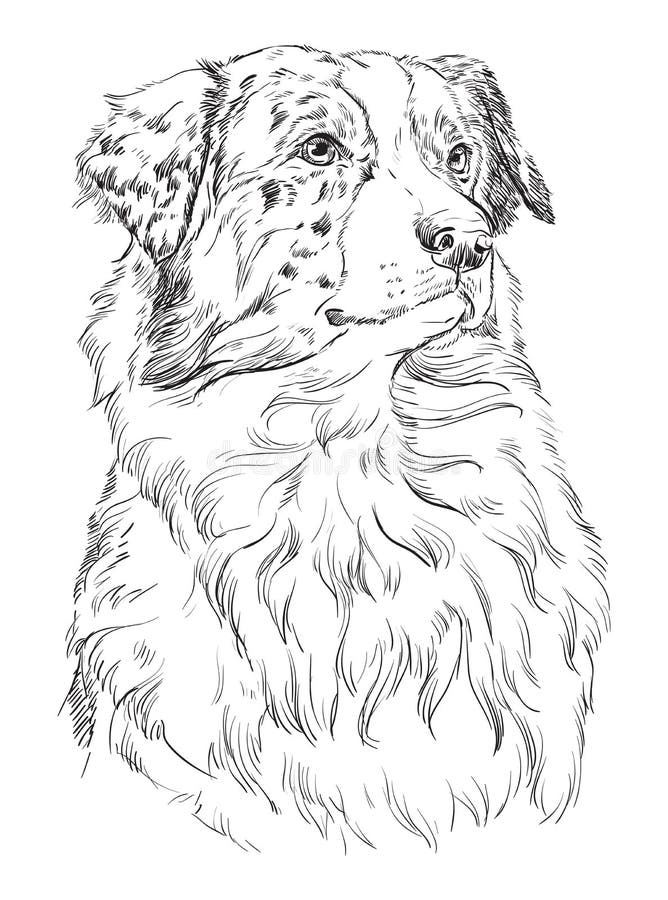 51 Australian Shepherd Coloring Page 13