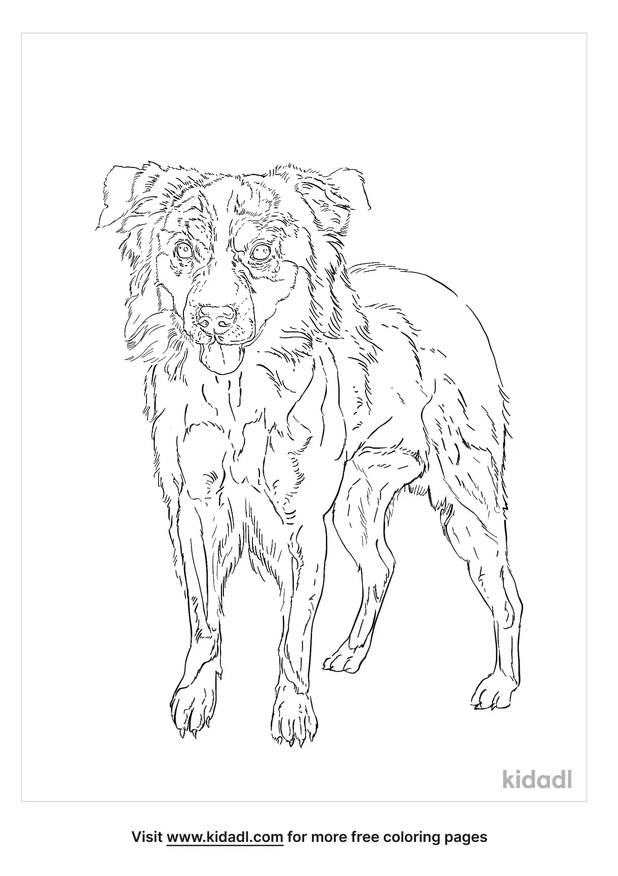 51 Australian Shepherd Coloring Page 14
