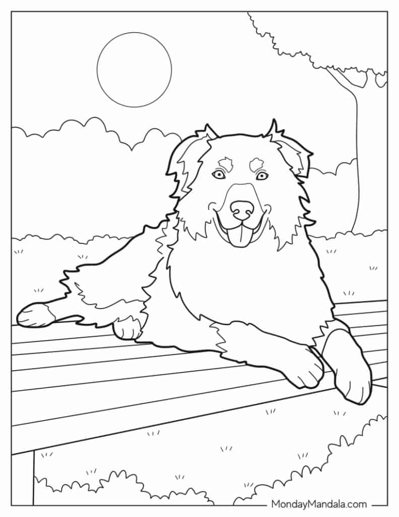 51 Australian Shepherd Coloring Page 16