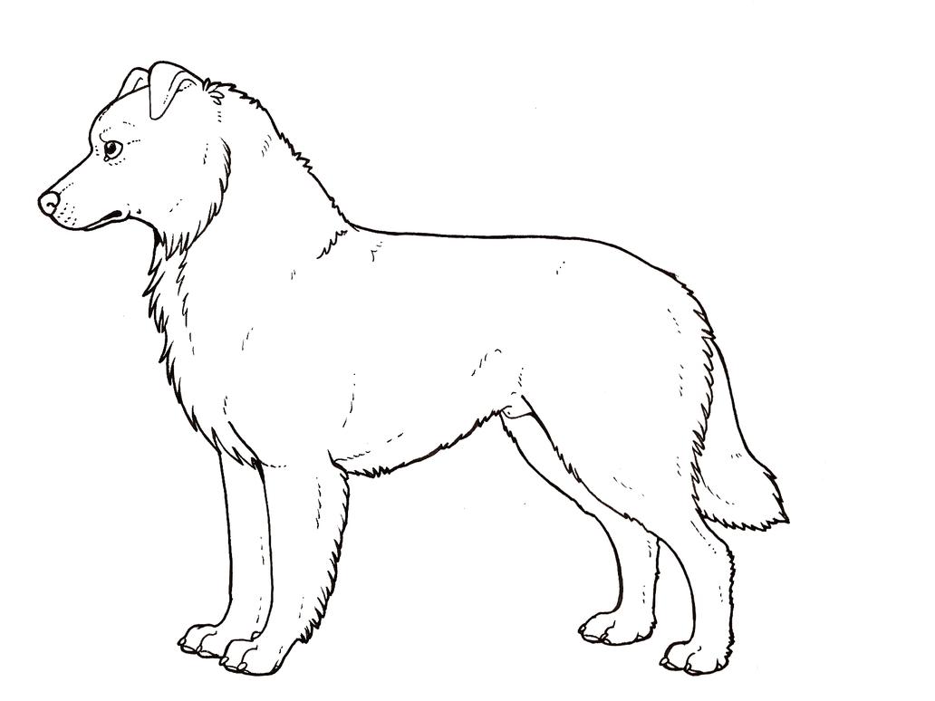 51 Australian Shepherd Coloring Page 18