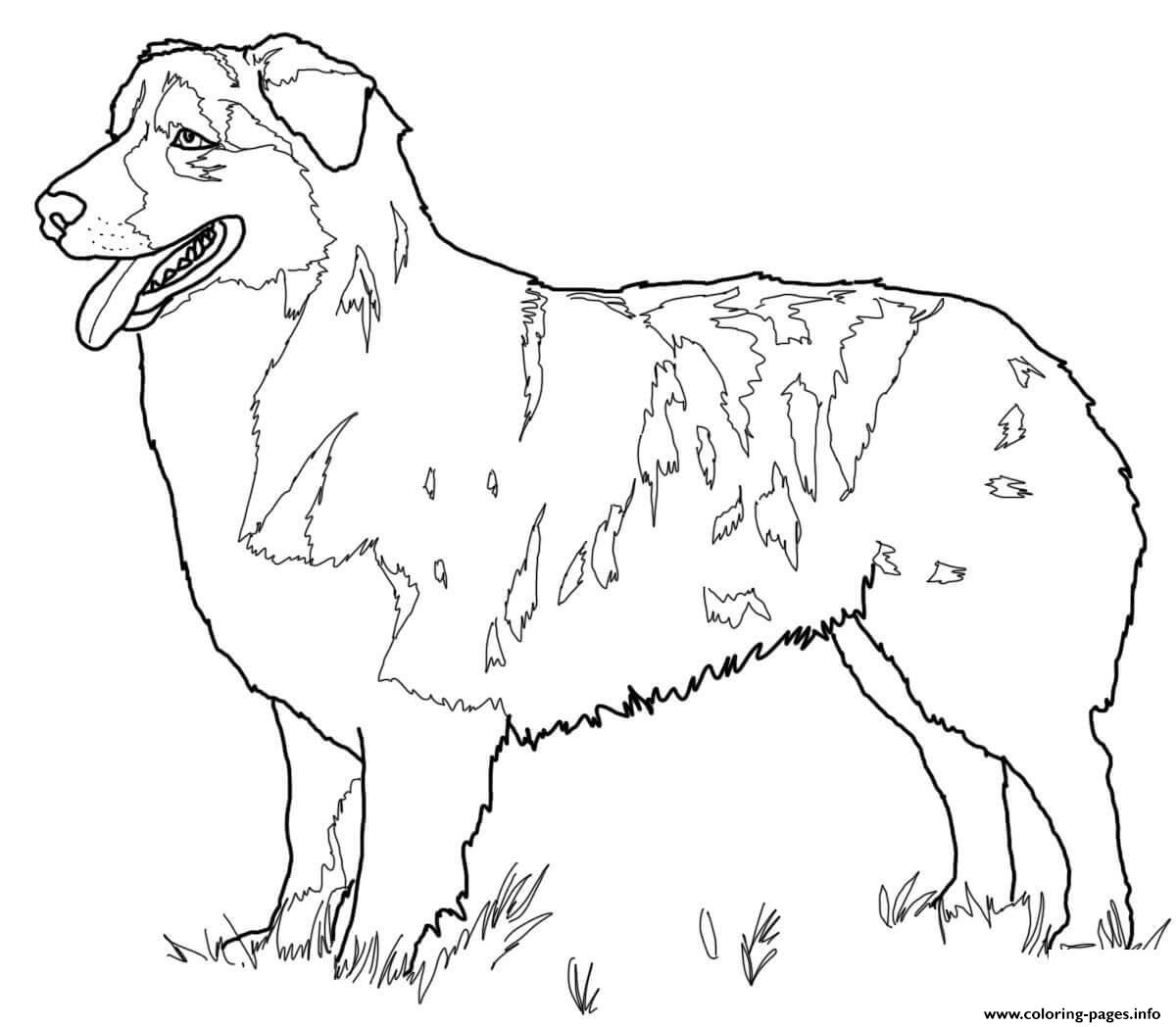 51 Australian Shepherd Coloring Page 29