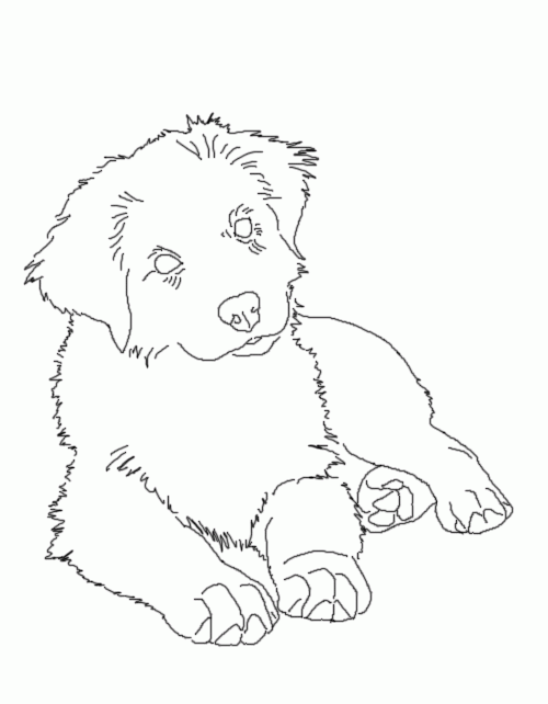 51 Australian Shepherd Coloring Page 31