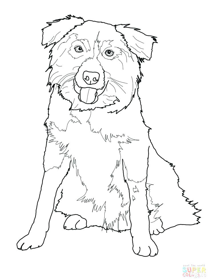 51 Australian Shepherd Coloring Page 32