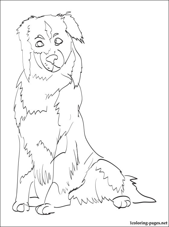 51 Australian Shepherd Coloring Page 34