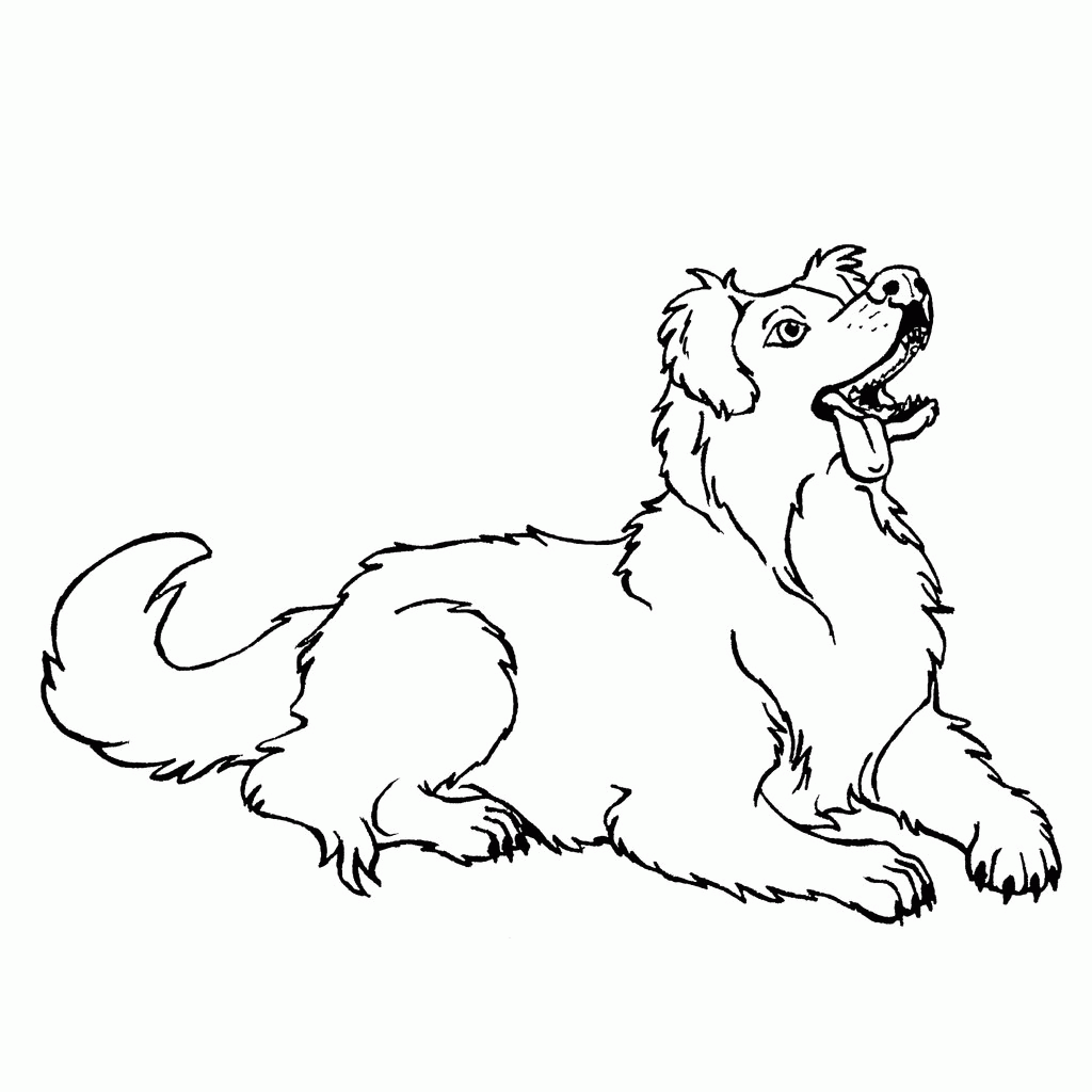 51 Australian Shepherd Coloring Page 36