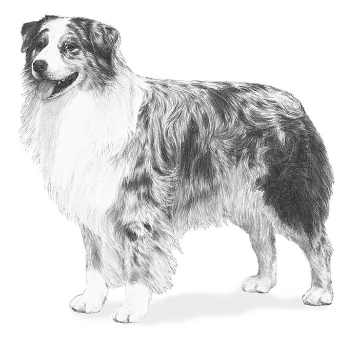 51 Australian Shepherd Coloring Page 38