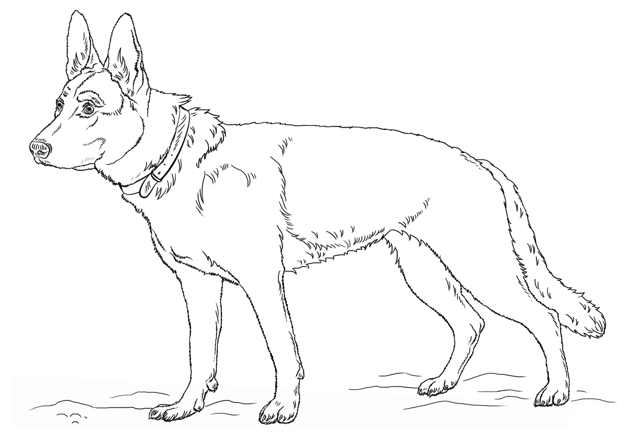 51 Australian Shepherd Coloring Page 40