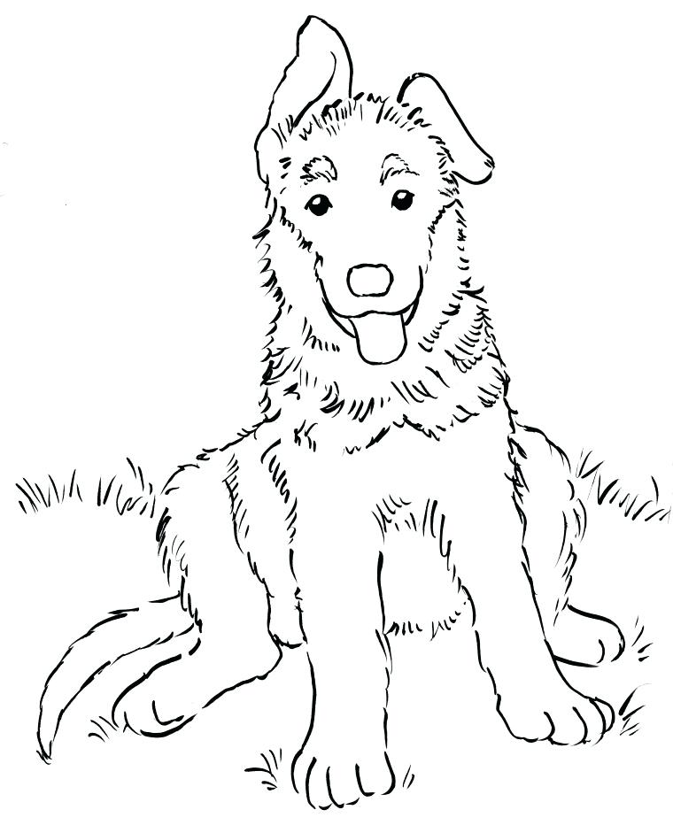 51 Australian Shepherd Coloring Page 41