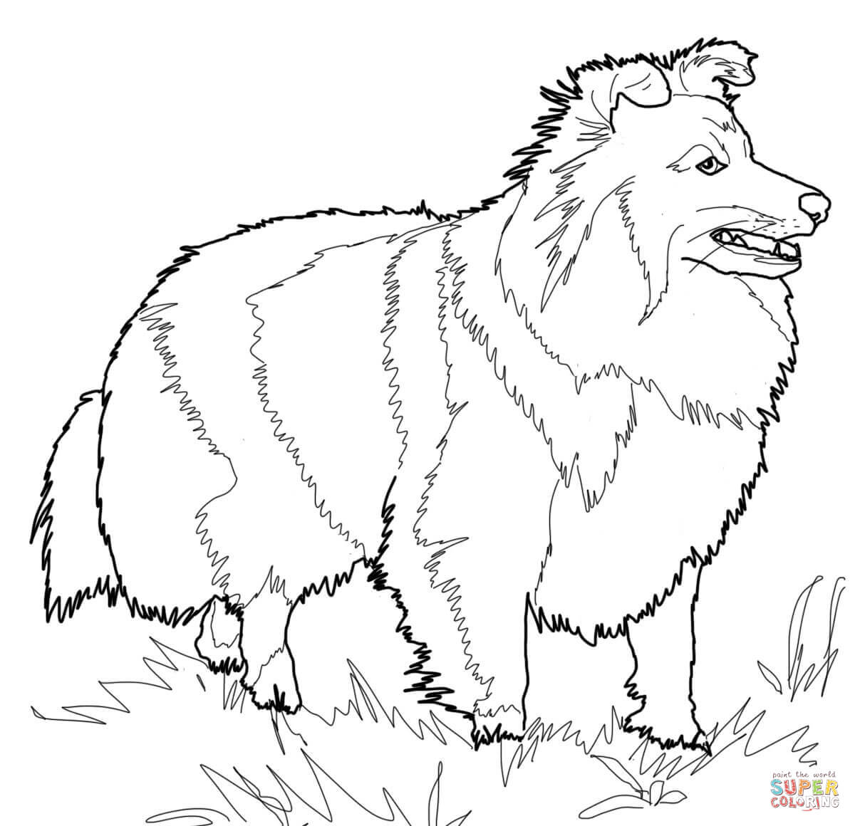 51 Australian Shepherd Coloring Page 44