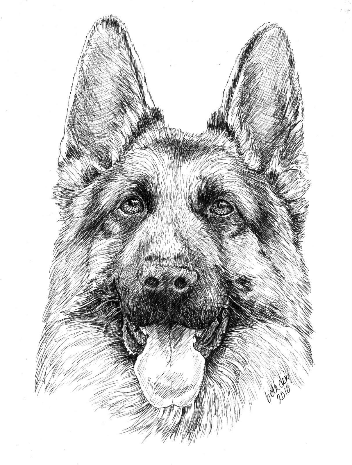 51 Australian Shepherd Coloring Page 48