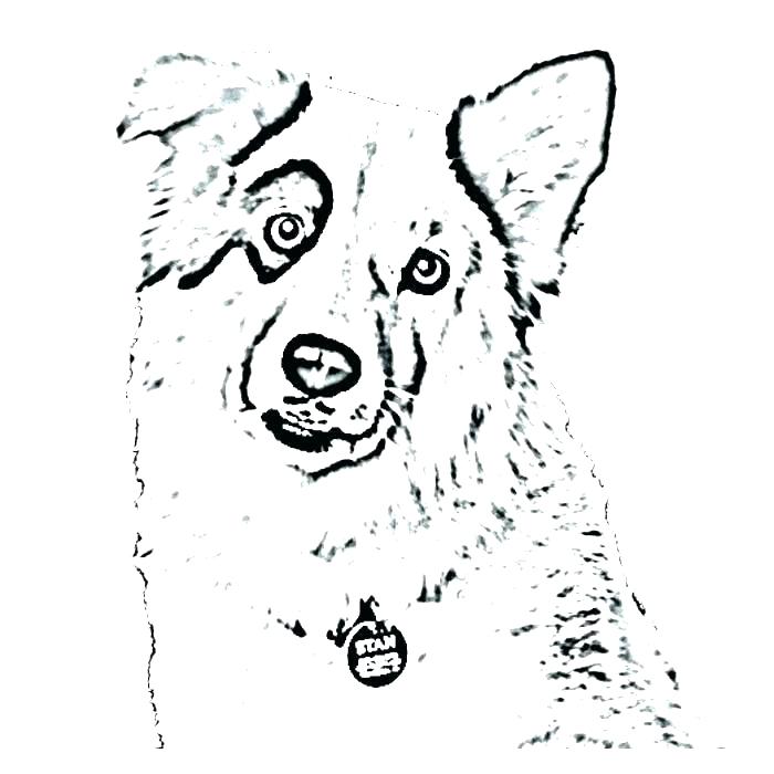 51 Australian Shepherd Coloring Page 49