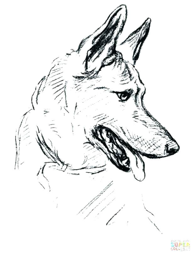 51 Australian Shepherd Coloring Page 53