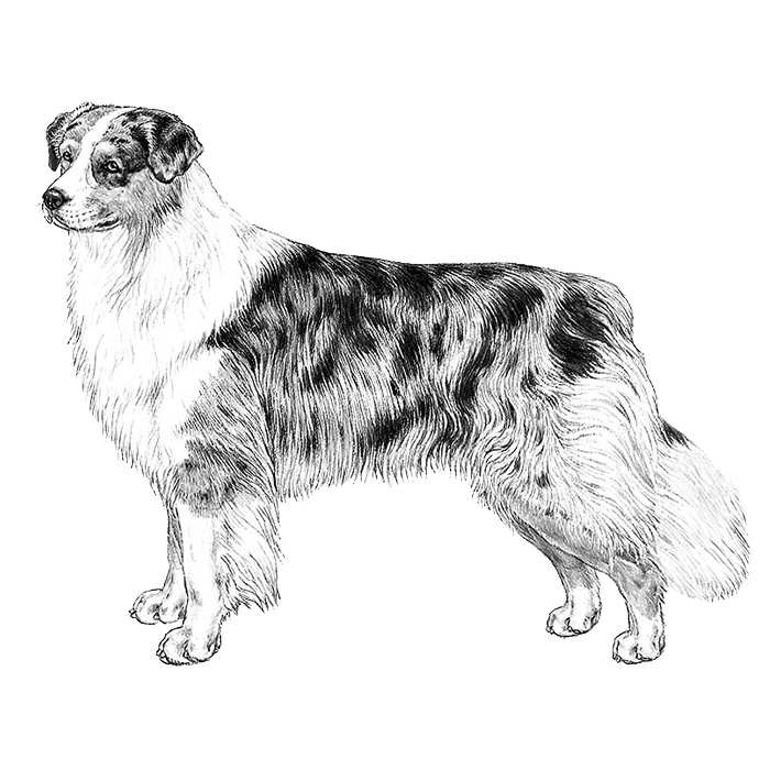 51 Australian Shepherd Coloring Page 55