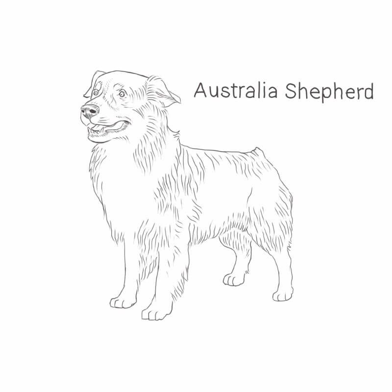 51 Australian Shepherd Coloring Page 7