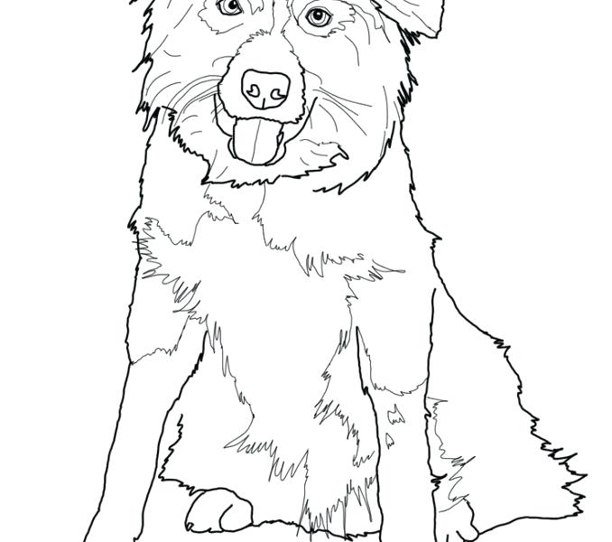 51 Australian Shepherd Coloring Page 8