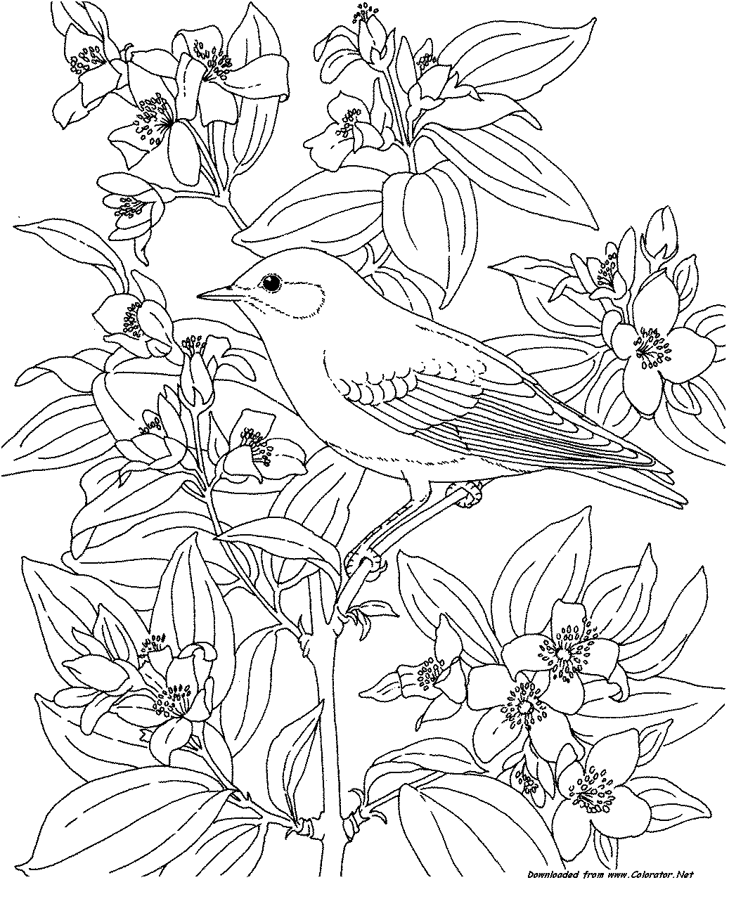 55 Adult Coloring Pages Birds 29
