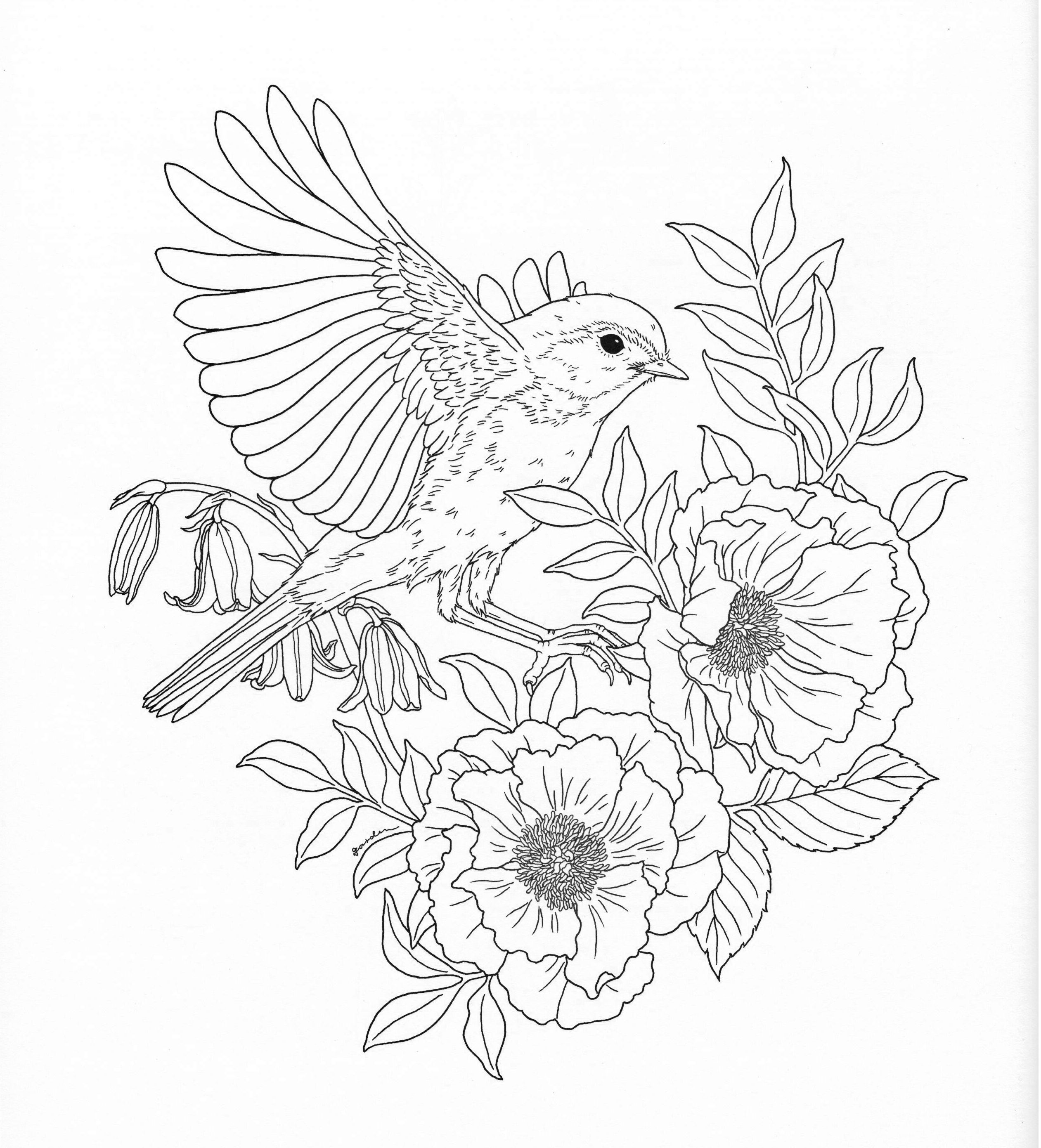 55 Adult Coloring Pages Birds 30