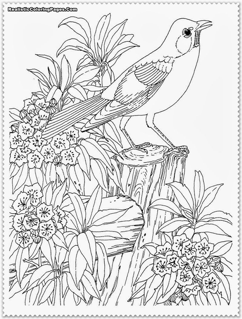 55 Adult Coloring Pages Birds 31