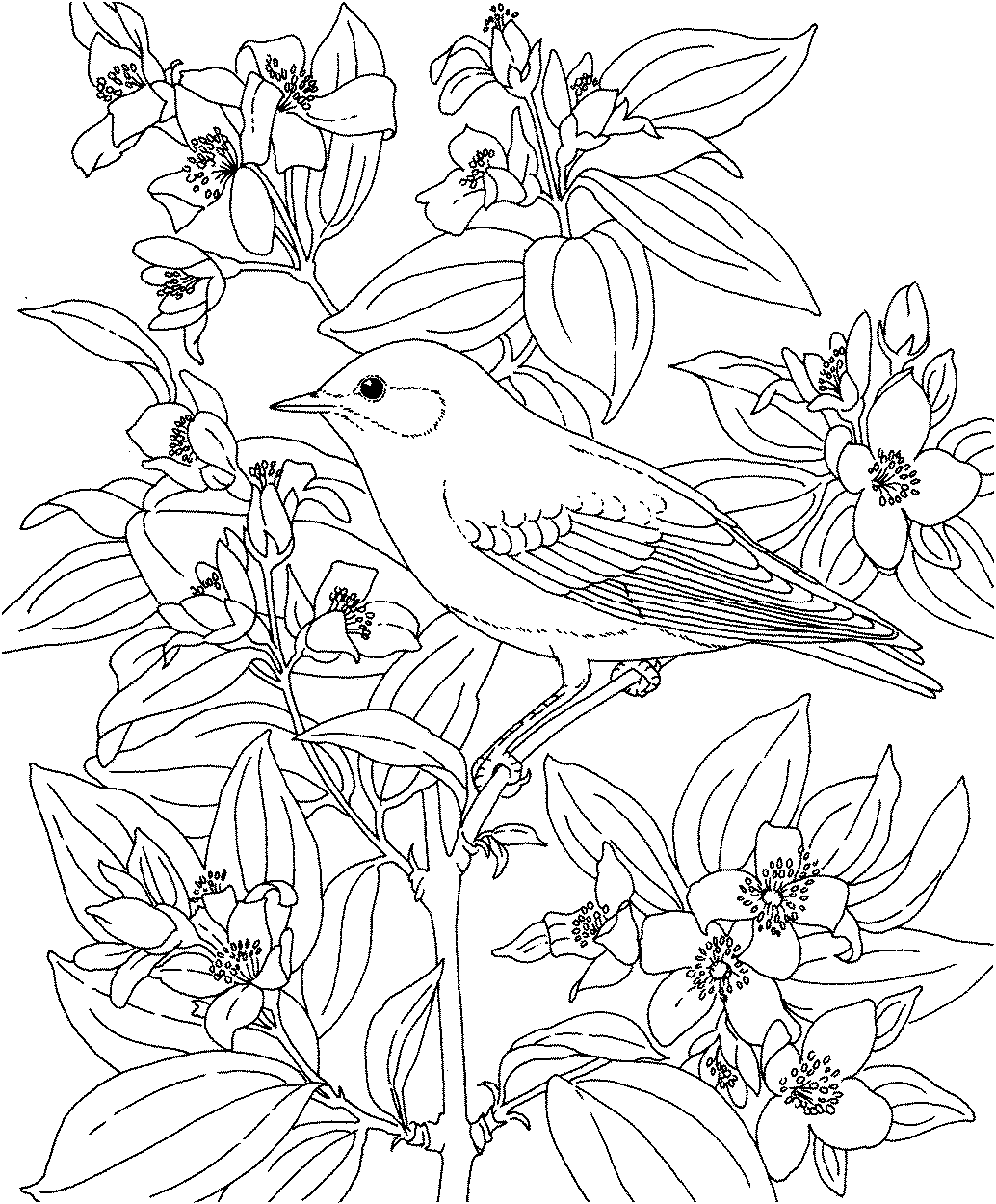 55 Adult Coloring Pages Birds 33