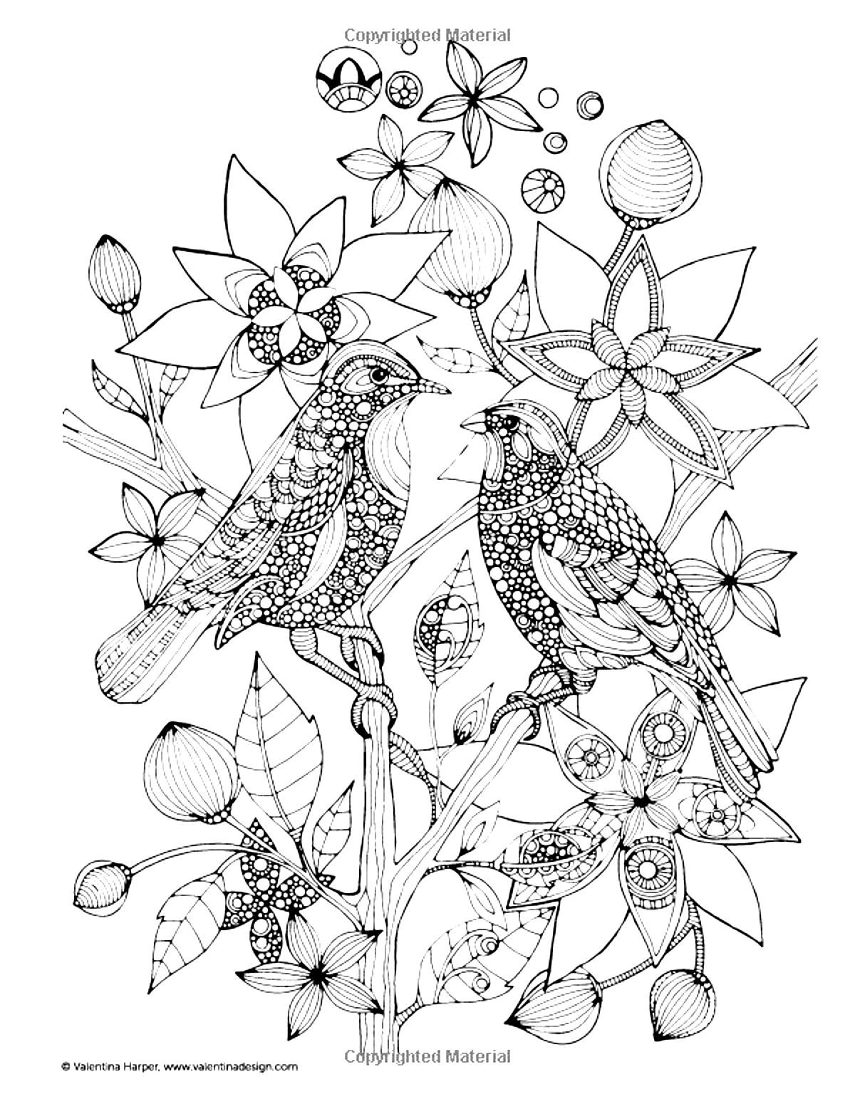 55 Adult Coloring Pages Birds 36