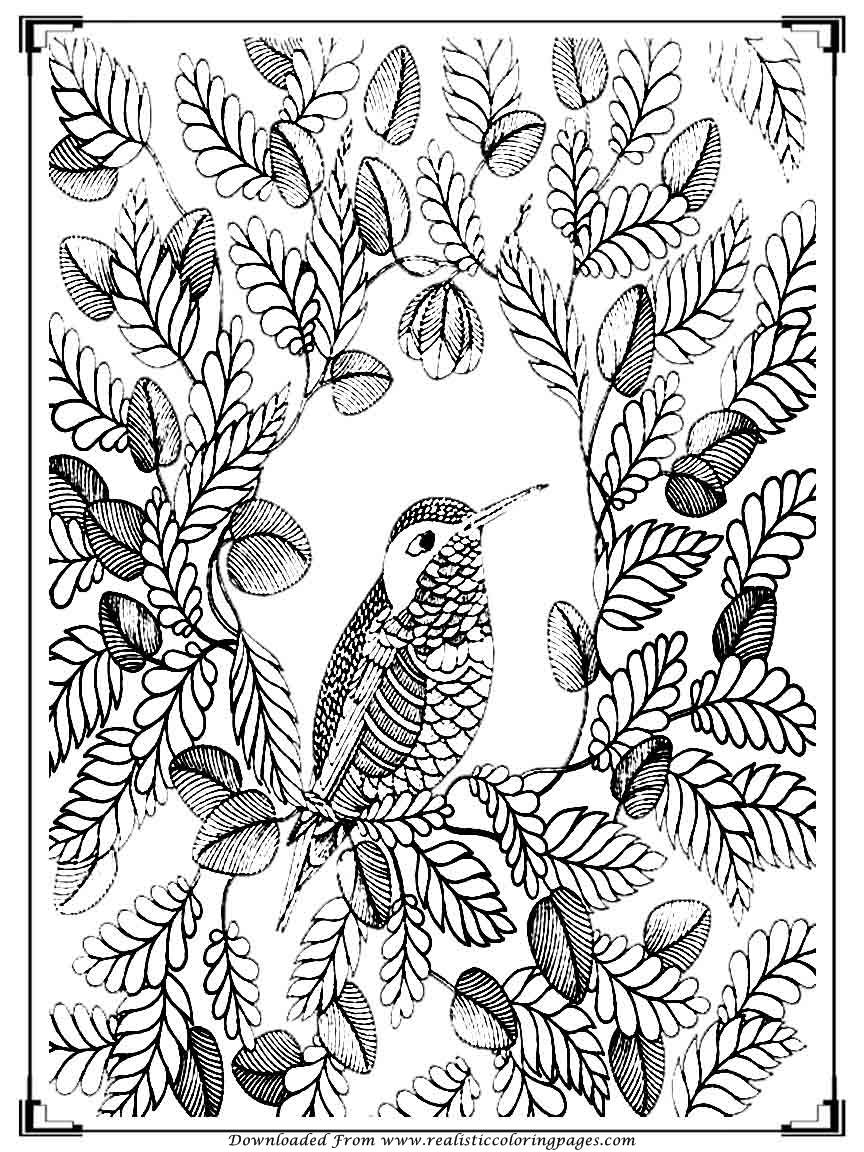 55 Adult Coloring Pages Birds 41